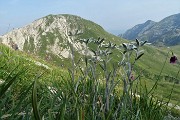 97 Stelle alpine con vista in Cima degli Agnelli